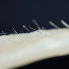 CARONLAB Hard Wax Bean AUSTRALIA ADVANCED+ Stripless Fusion Wax Beads 800gm or 5kg CL-2WHAFB800